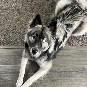 chaosthewoolyhusky