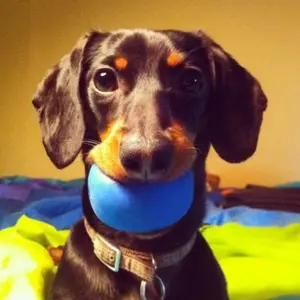 crusoe_dachshund