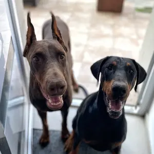 nayra_kansas_dobies