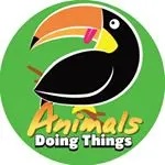 animalsdoingthings thumbnail