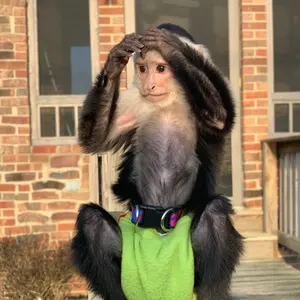 remithemonkey