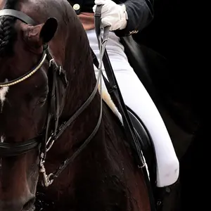 equestrian969