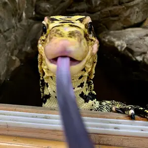 thereptilezoo thumbnail