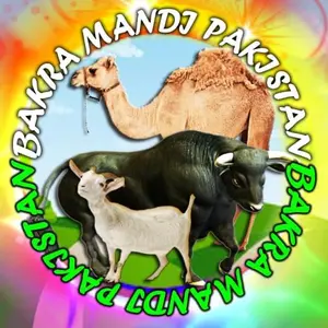 bakramandipakistan0