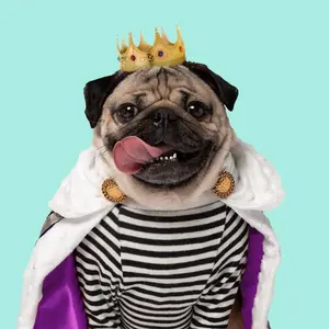 dougthepug thumbnail