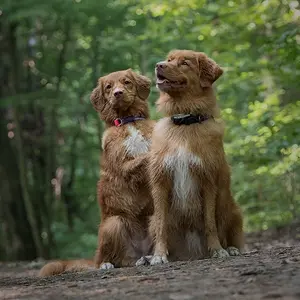 thetollers