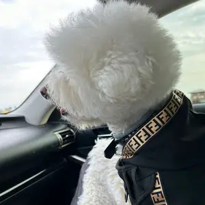 maximusthebichon thumbnail