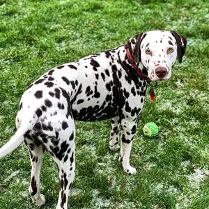 reggie_the_dalmatian