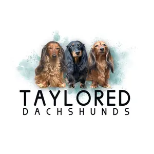 taylored_dachshunds