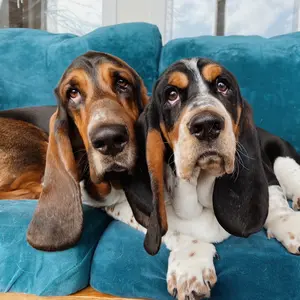 therealwalterbasset