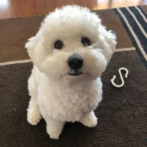 yoshi_bichonfrise