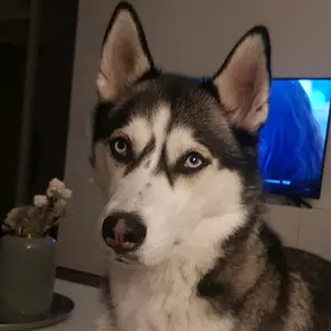 husky_lakira