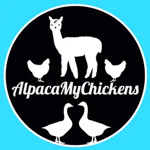 alpacamychickens thumbnail