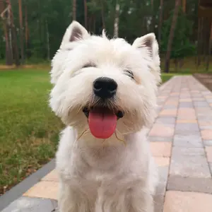 luciano.the.westie thumbnail