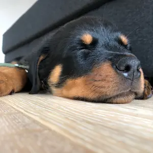 our_rottie_bella