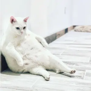 aylathechonk