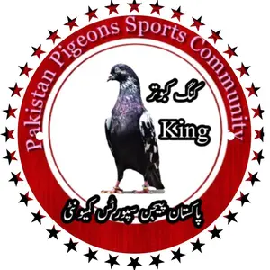 pakistanpigeonssportsco1 thumbnail