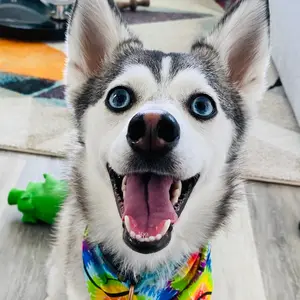 sapphie_the_pomsky