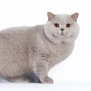 britishshorthairbelgium