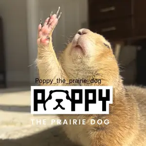 poppy_the_prairie_dog thumbnail