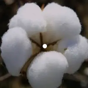 cotton3kpoundsperacre thumbnail