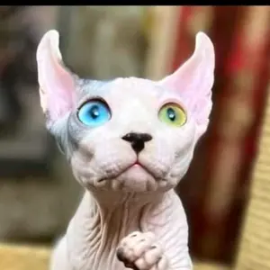 silkysmoothsphynx