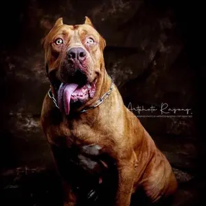 thai_giant_pitbull thumbnail