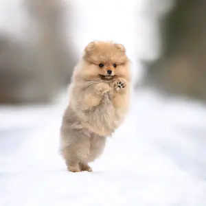 magic_agent_pomeranian