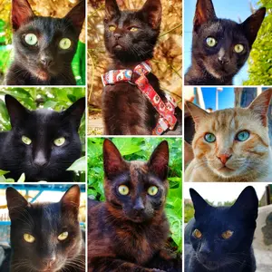 myblackcatfamily thumbnail