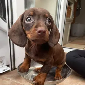 hugotheminaturedachshund