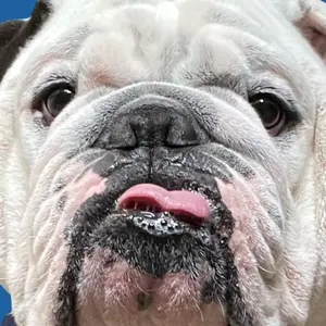 odiethebulldog thumbnail