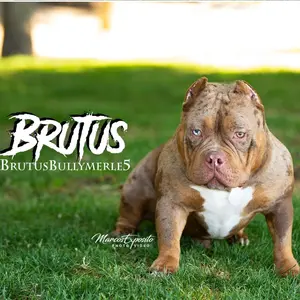 brutusbullys