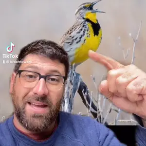 birdoftheweek