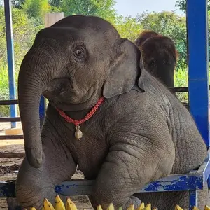 elephants3331