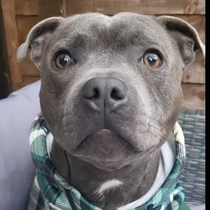 greythestafffy