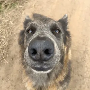 stormithebluegsd