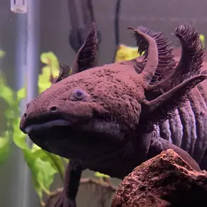 jubjub_the_axolotl