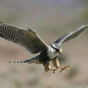 skyhwakfalcon