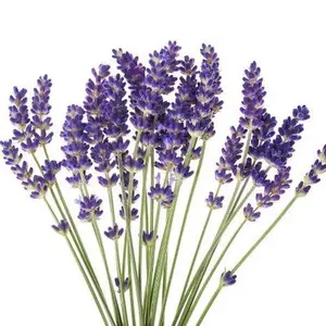 lavender_nurserry