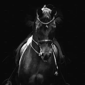 equus_equestrian
