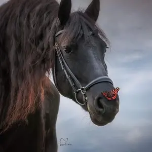equestrian_.editzz0