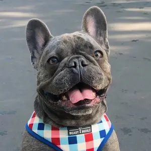 winstonthefrenchiee_