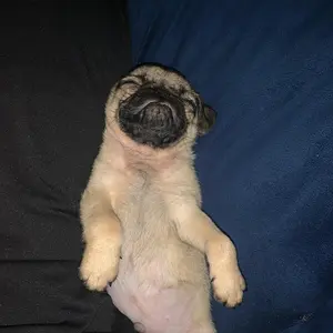 mr_milothepug thumbnail