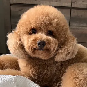 papathepoodle
