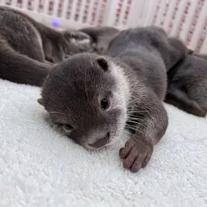 mycuteotters