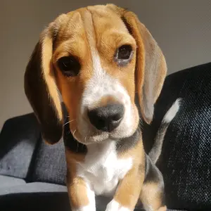 gappie_the_beagle