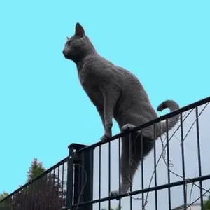 fencecat