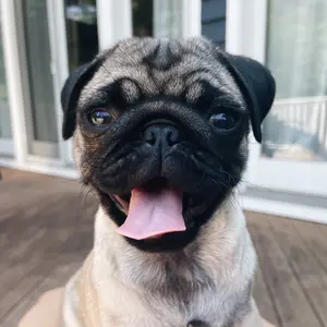 puggpickles