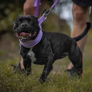 roxie.the.staffy