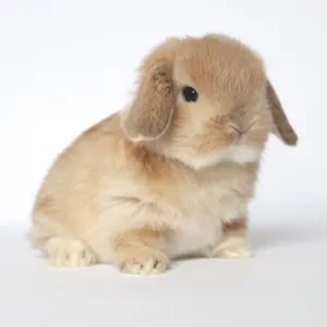 lopbunniesnj